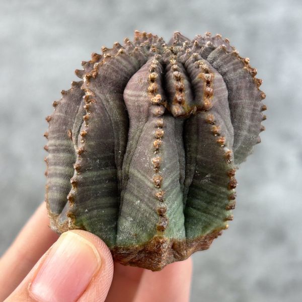 【B2412】【選抜株】ユーフォルビア オベサ Euphorbia obesa ( 検索 アガベ 塊根植物 パキポディウム 多肉植物 )の画像2