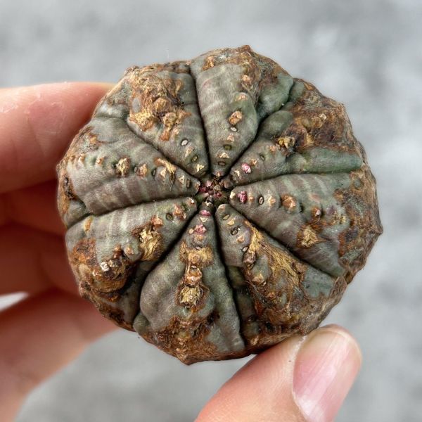 【B2429】【選抜株】ユーフォルビア オベサ Euphorbia obesa ( 検索 アガベ 塊根植物 パキポディウム 多肉植物 )の画像1