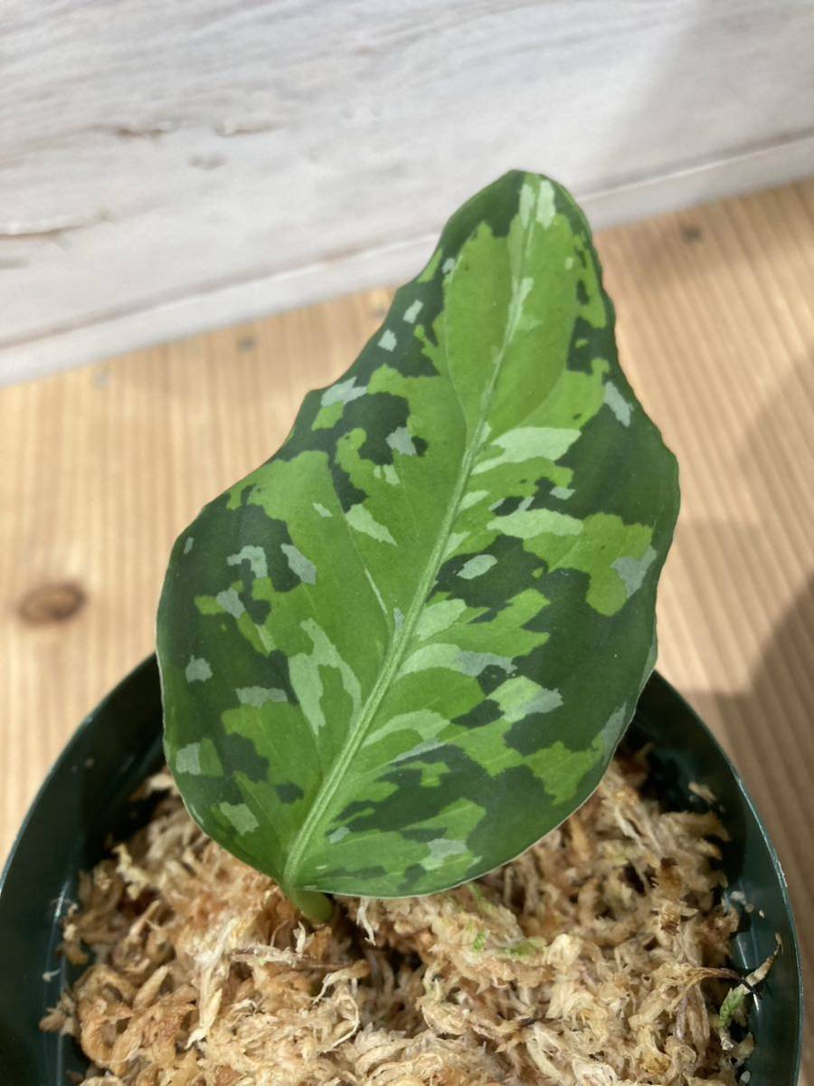 ID便 アグラオネマ ピクタム トリカラー アンダマン ナチュラ株の増殖 Aglaonema pictum tricolor ANDAMAN Port  Blair North ☆369fol☆