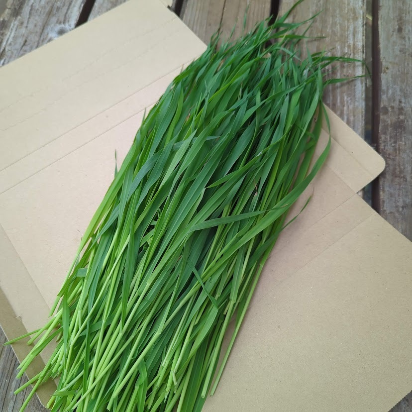 生牧草 オーツヘイ 生牧草オーツヘイ300g