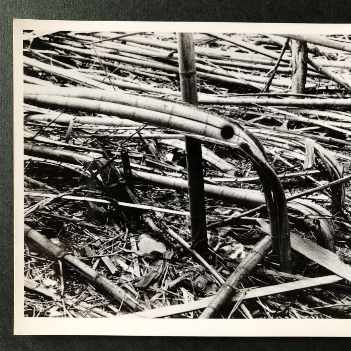 * photograph house Matsumoto . one Matsumoto . one photographing ... photograph original print Showa era 20 year Hiroshima Nagasaki * photograph house Japan photograph house association member second next world large war c