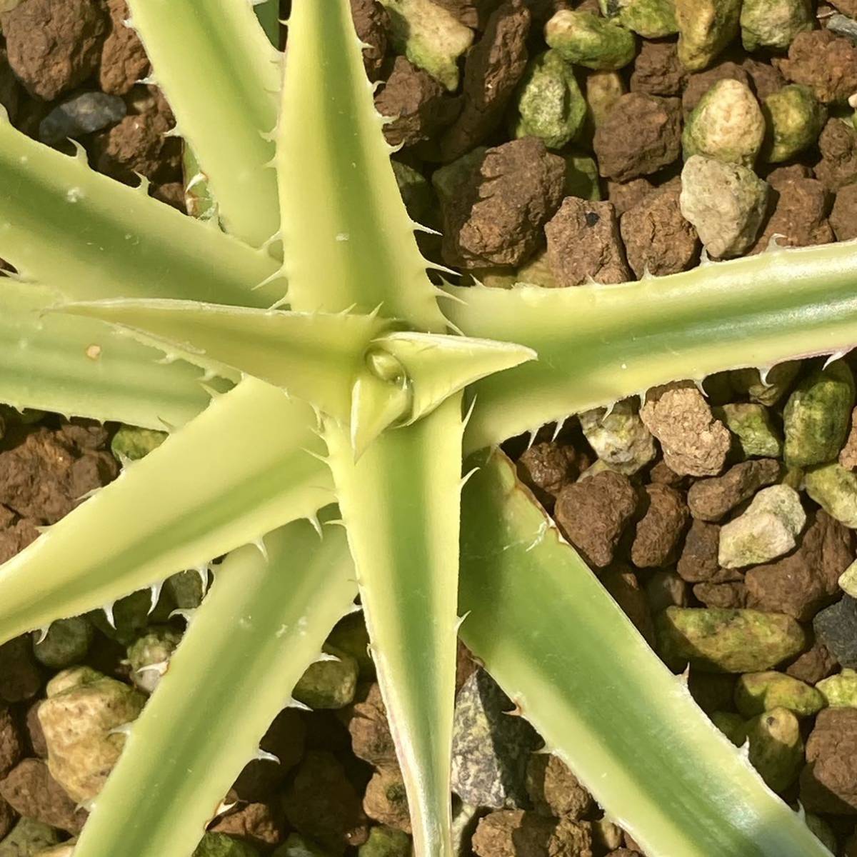 Yahoo!オークション - ディッキア パラファット (Dyckia Pallaphat) Yahoo!オークション - ディッキア パラファット (Dyckia Pallaphat)