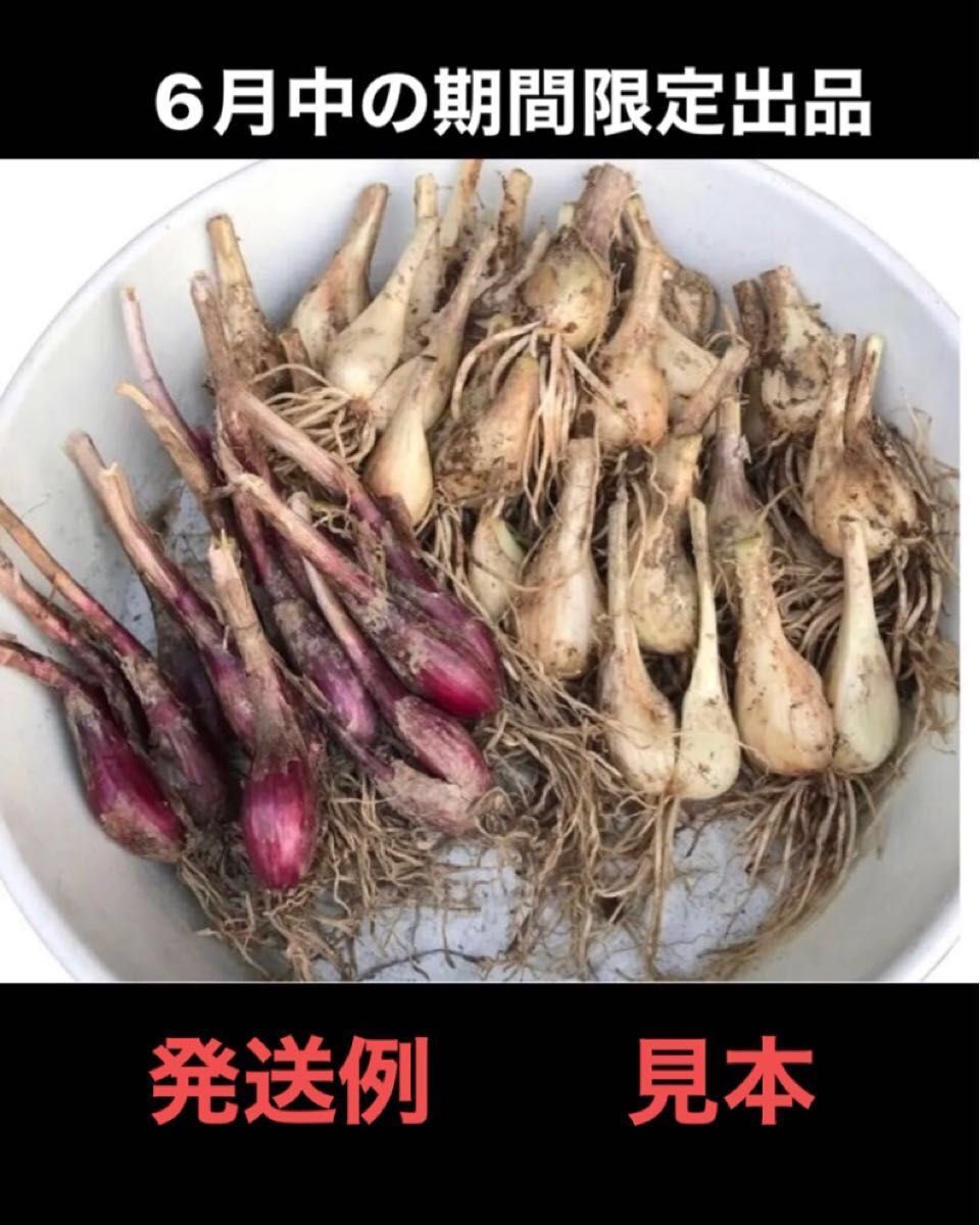 ミランダ様専用岐阜産 家庭菜園無消毒旬の野菜 無選別 ランダム レアな