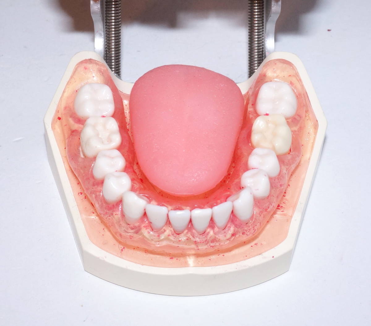 顎模型 NISSIN ニッシン 歯科シンプルマネキン 歯科衛生士-