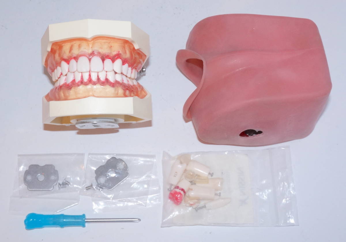 公式卸売り NISSIN ニッシン シンプルマネキン 歯科衛生士 顎模型