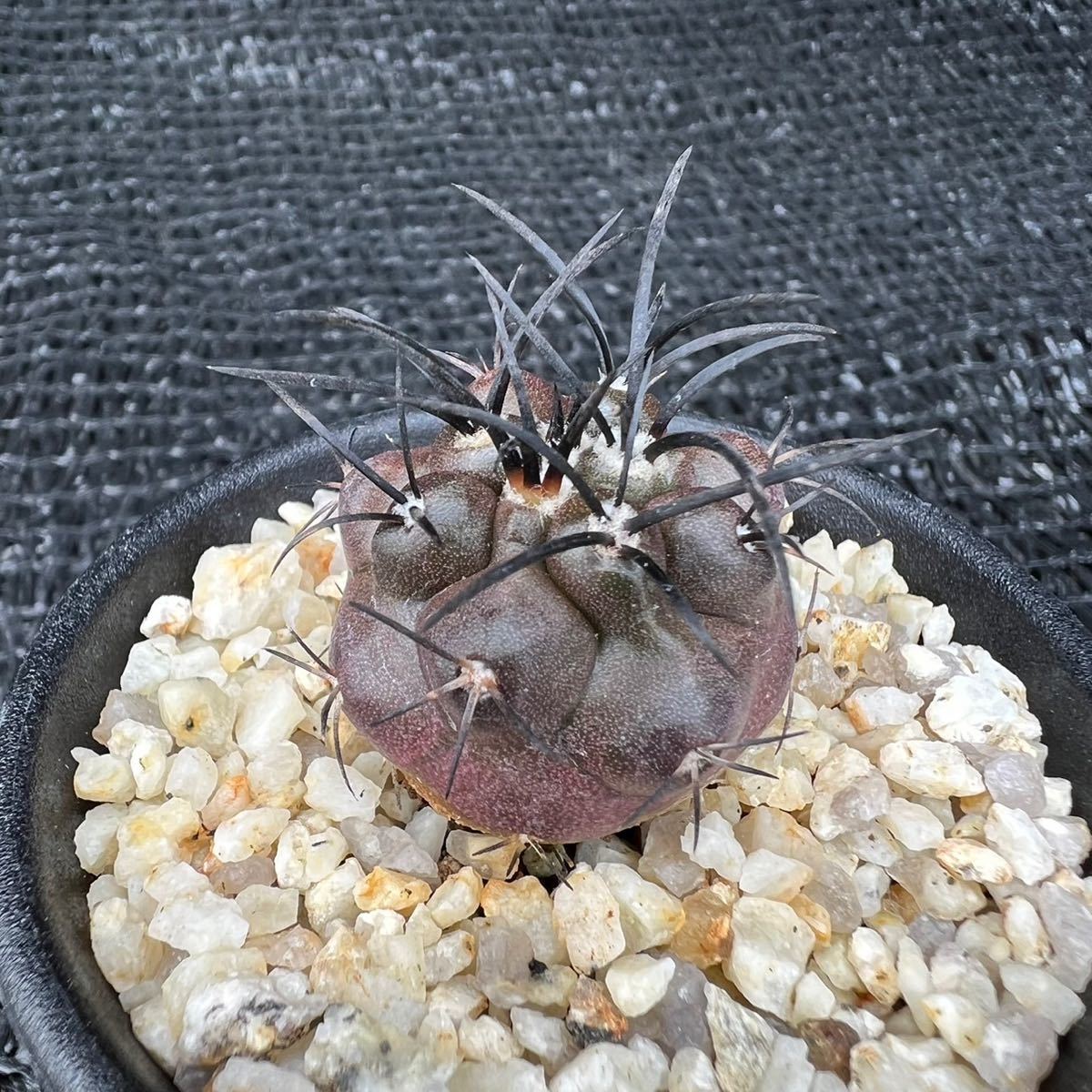 コピアポア グリセオビオラセア 実生 3寸 貴重 コピアポア グリセオビオラセア 実生 3寸 貴重
