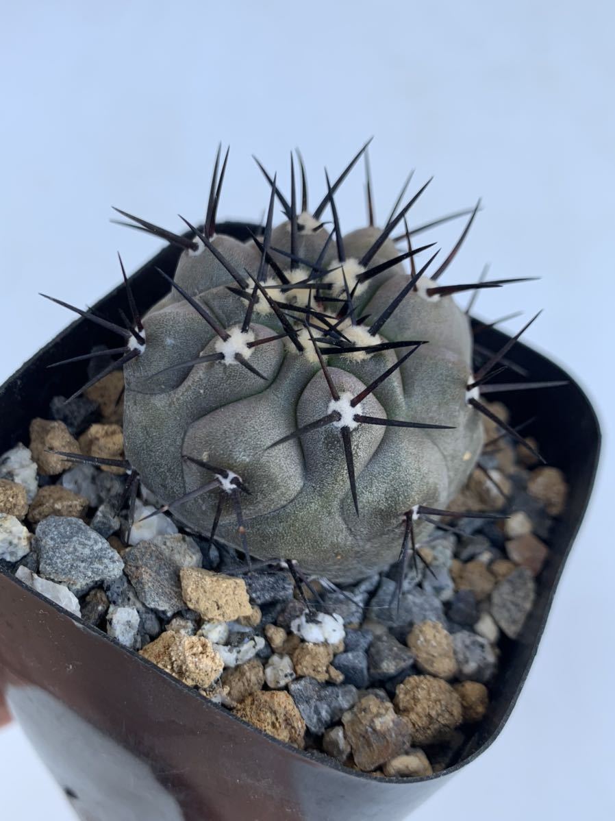 2・黒王丸 カキコ自根・サボテン 多肉植物 | swa.com.pe