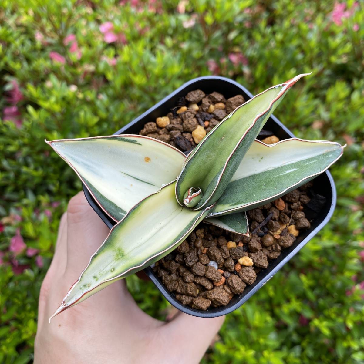 ロブスタドワーフ 白斑 サンスベリア サンセベリア | hortikultura