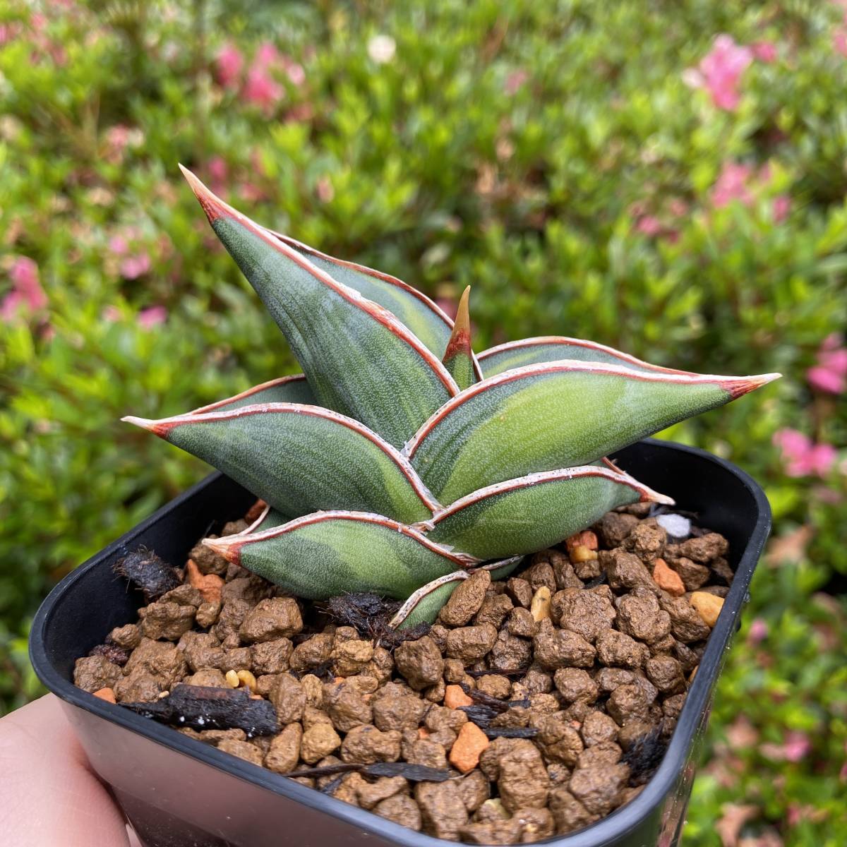 ロリダ 斑入り サンセベリア サンスベリア B(観葉植物)｜売買された