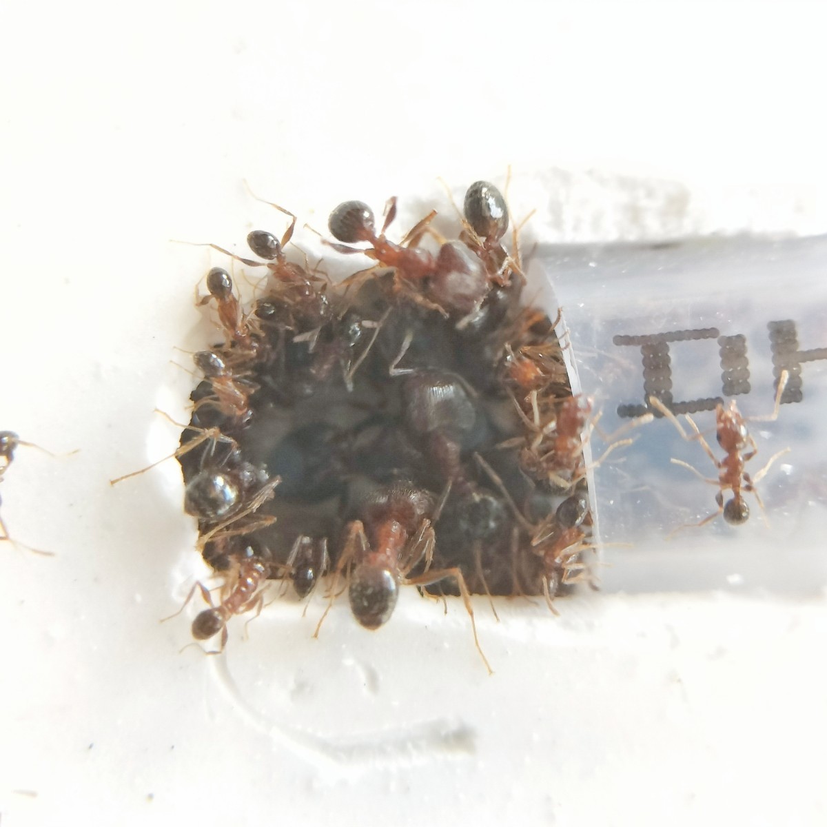 【石膏巣+餌場付き】オオズアリのコロニー 【女王蟻6匹】+（兵隊蟻+働き蟻 約30匹以上）+卵+裸蛹 ②の画像3