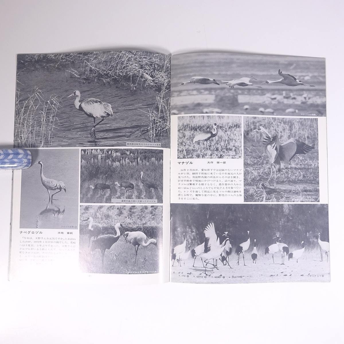 野鳥グラフ No.2 1981/3 愛知県名古屋市 森井豊久 JBC 雑誌 グラフ誌 写真集 図版 図録 鳥類 特集・コウノトリ科 トキ科 ツル科 クイナ科_画像9