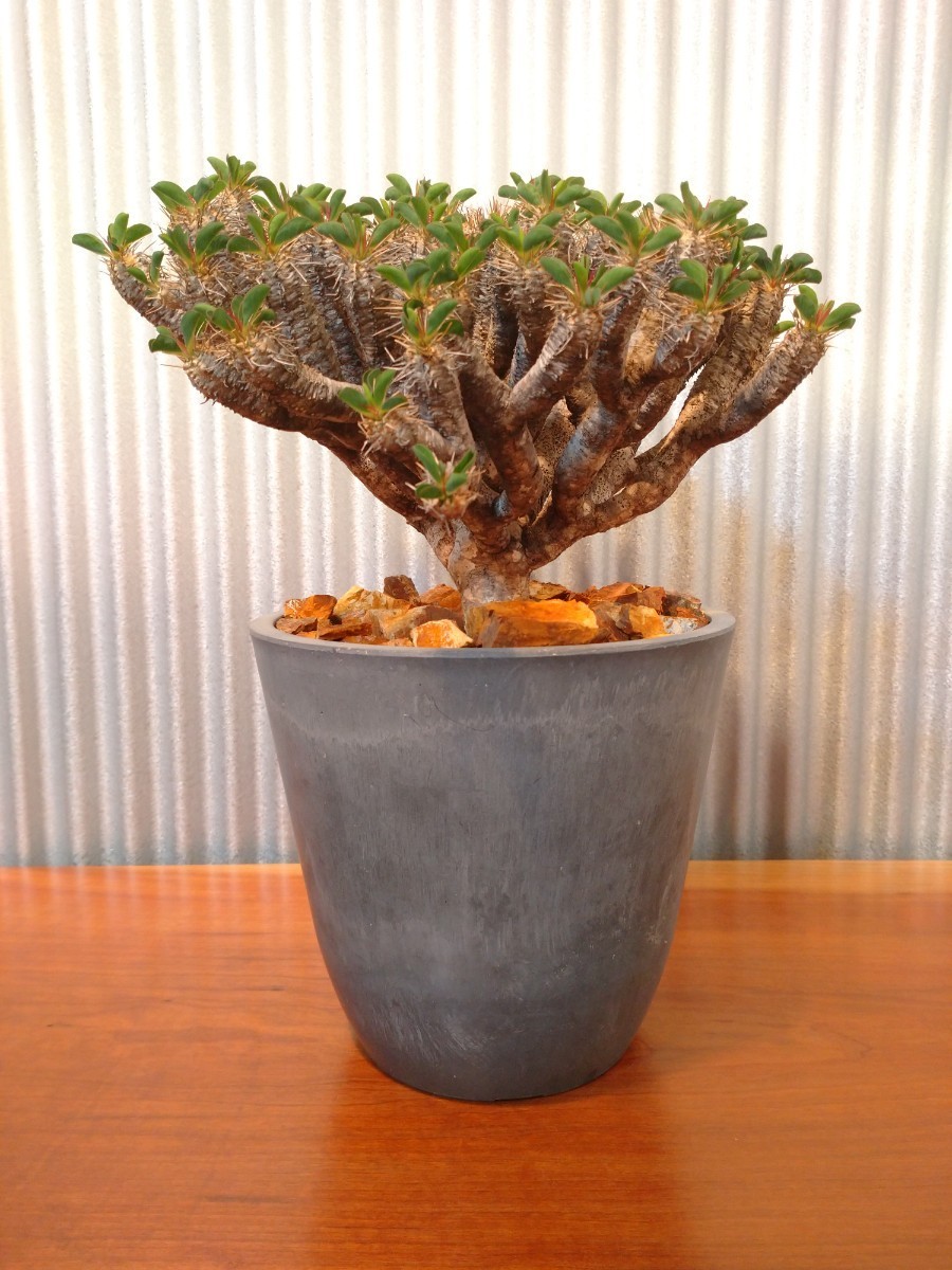 ギラウミニアナ 発根済み 大株 塊根植物 多肉植物 ユーフォルビア