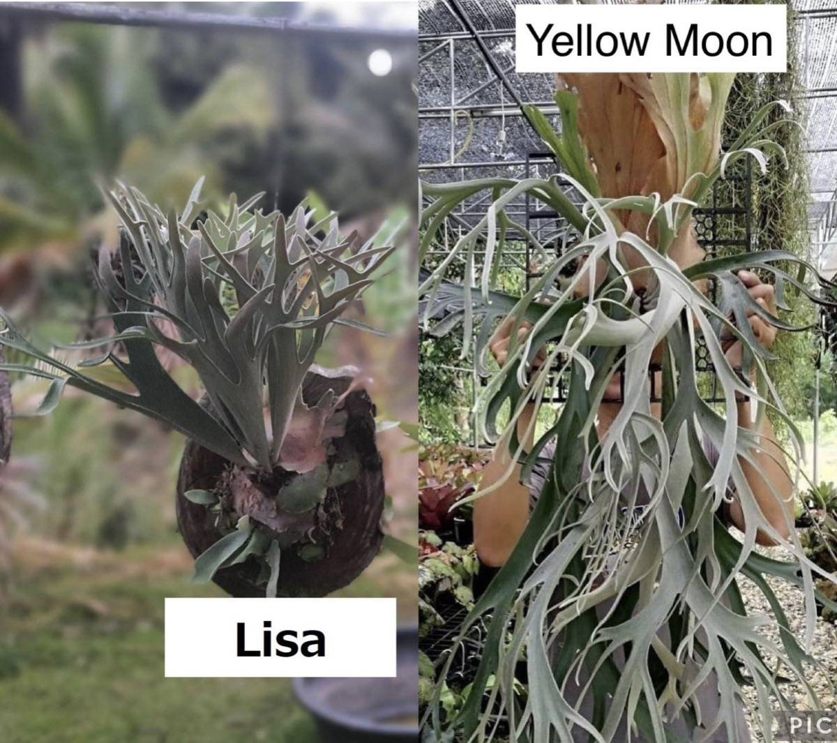 LY2 P.veitchii Lisa x P.willinckii Yellow Moon (spores)ビカクシダ