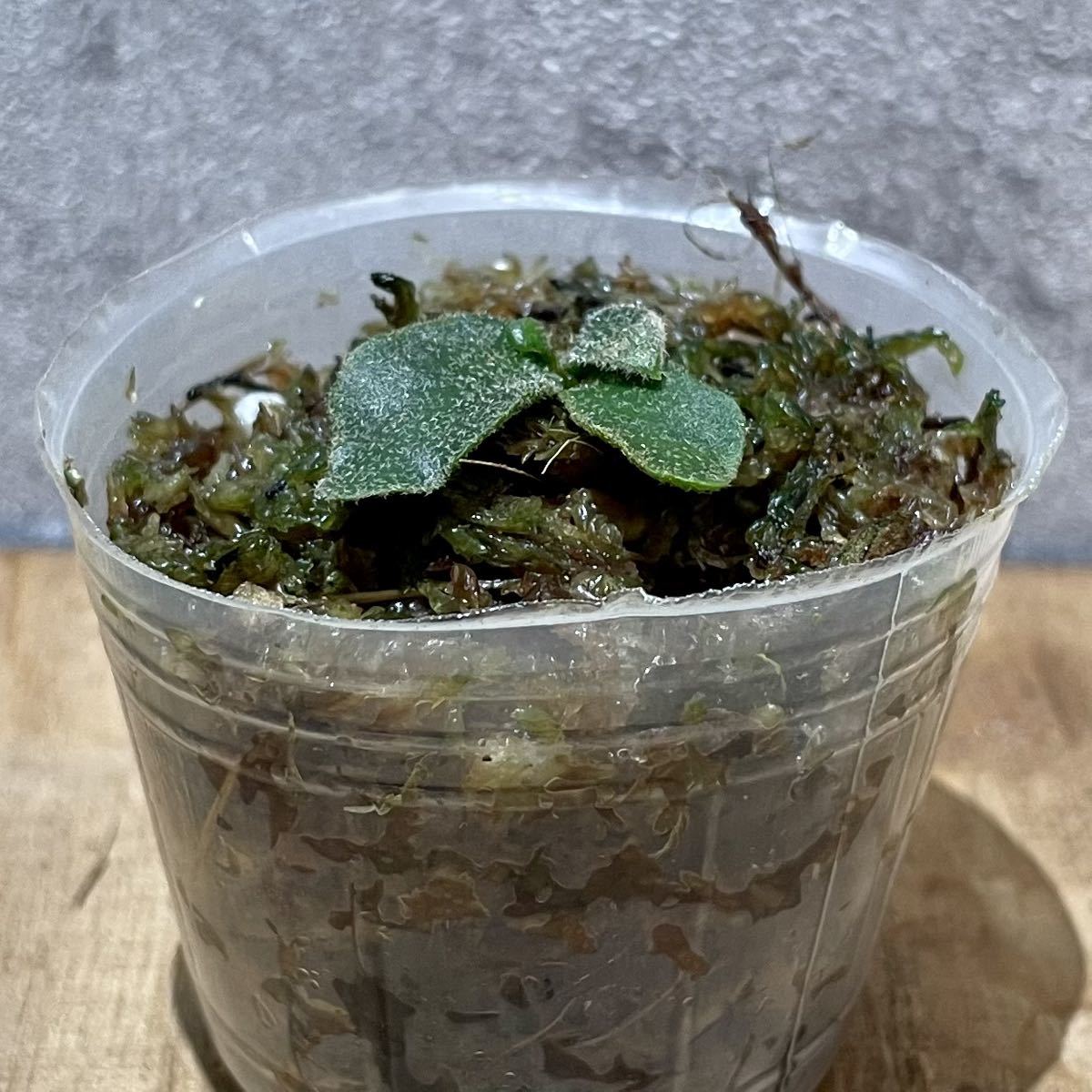 WB3 ビカクシダ バクテリア 胞子培養苗 P.willinckii 'Bacteria