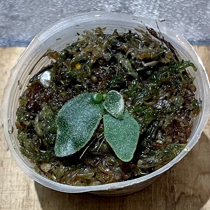 WB3 ビカクシダ バクテリア 胞子培養苗 P.willinckii 'Bacteria