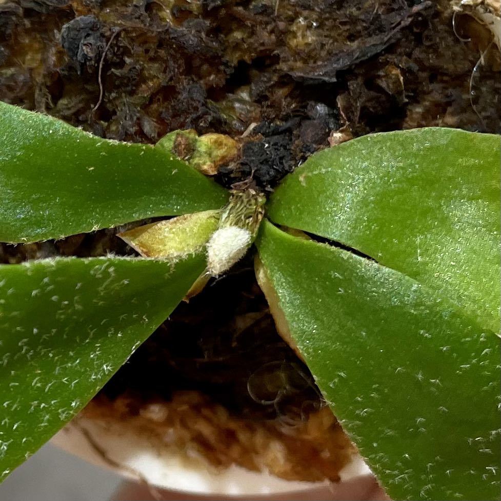 LY4 P veitchii Lisa x P willinckii Yellow Moon (spores LY4 P veitchii Lisa x P willinckii Yellow Moon (spores