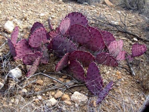 国内入手苗 opuntia macrocentra var.minor サボテン オプンチア 多肉