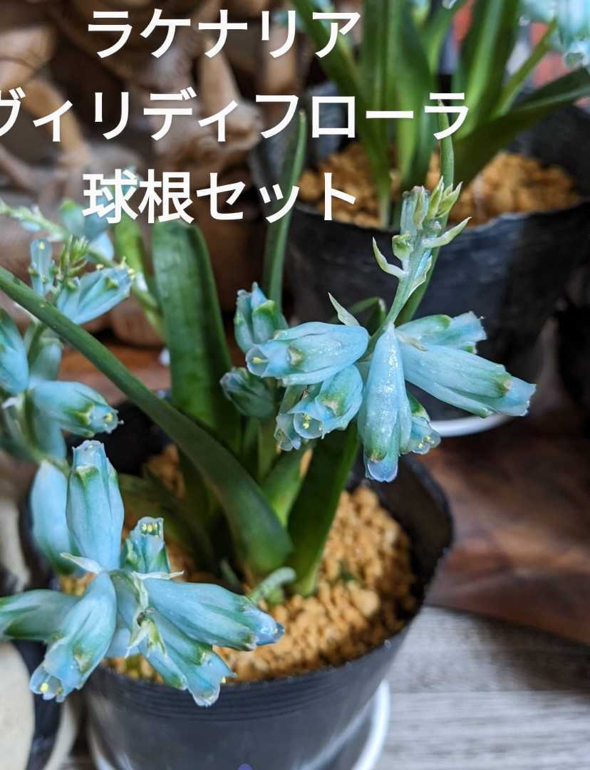 ラケナリア ヴィリディフローラ ビリデフローラ ケープバルブ 多肉植物