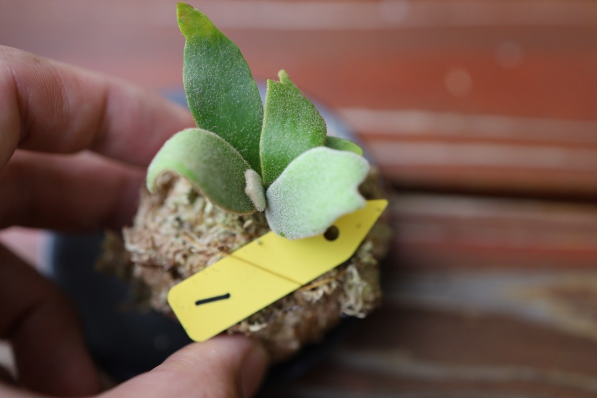 メール便不可】 P.willinckii 'Bacteria' ビカクシダ sporeling 植物