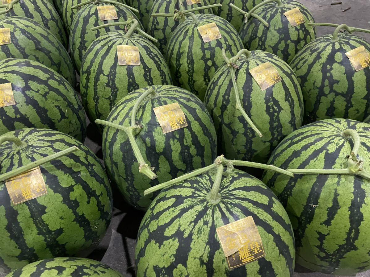 豪華特大セット】大玉スイカの最高傑作【金色羅皇】6L前後2玉セット