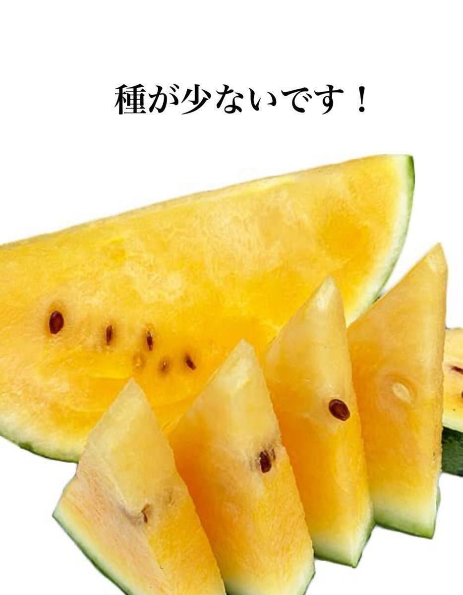 糖度14度以上保証!大玉スイカの最高傑作【金色羅皇】7Lサイズ(12