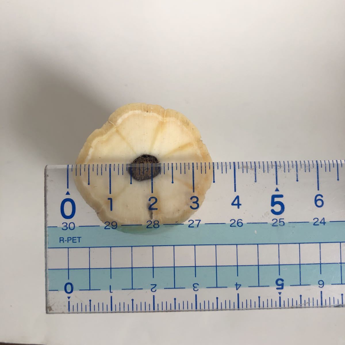 ◇イッカククジラ 歯 約78g 一角鯨の歯 ウニコール くじら 牙 骨 ◇イッカククジラ 歯 約78g 一角鯨の歯 ウニコール くじら 牙 骨