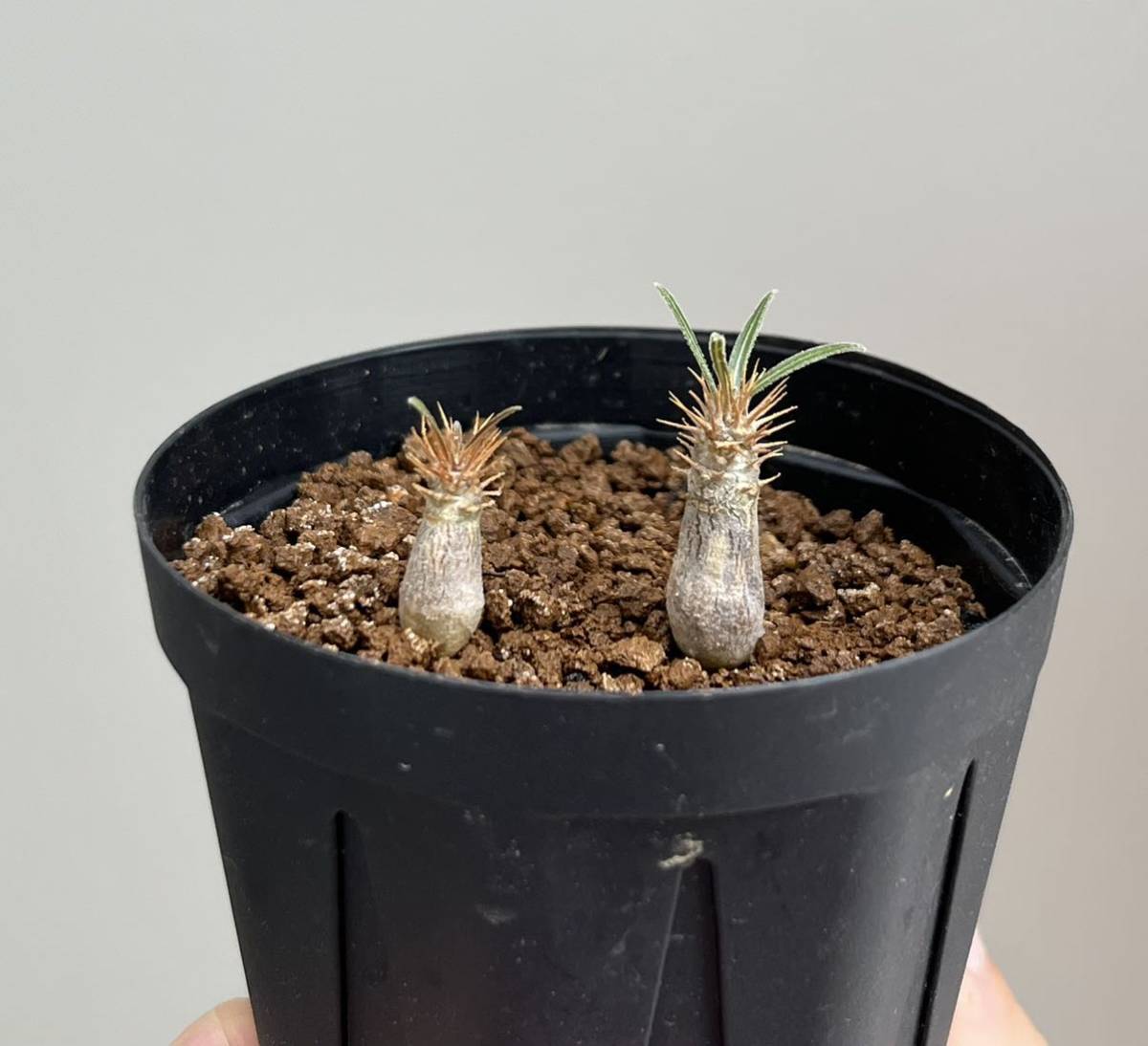 パキポディウム グラキリス 実生 2株 塊根植物 パキポディウム グラキリス 実生 2株 塊根植物