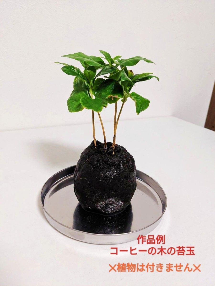 当日発送！ 苔玉 ・ 苔テラリウム用の土 コケリウム 盆栽 簡単 こねるだけ！