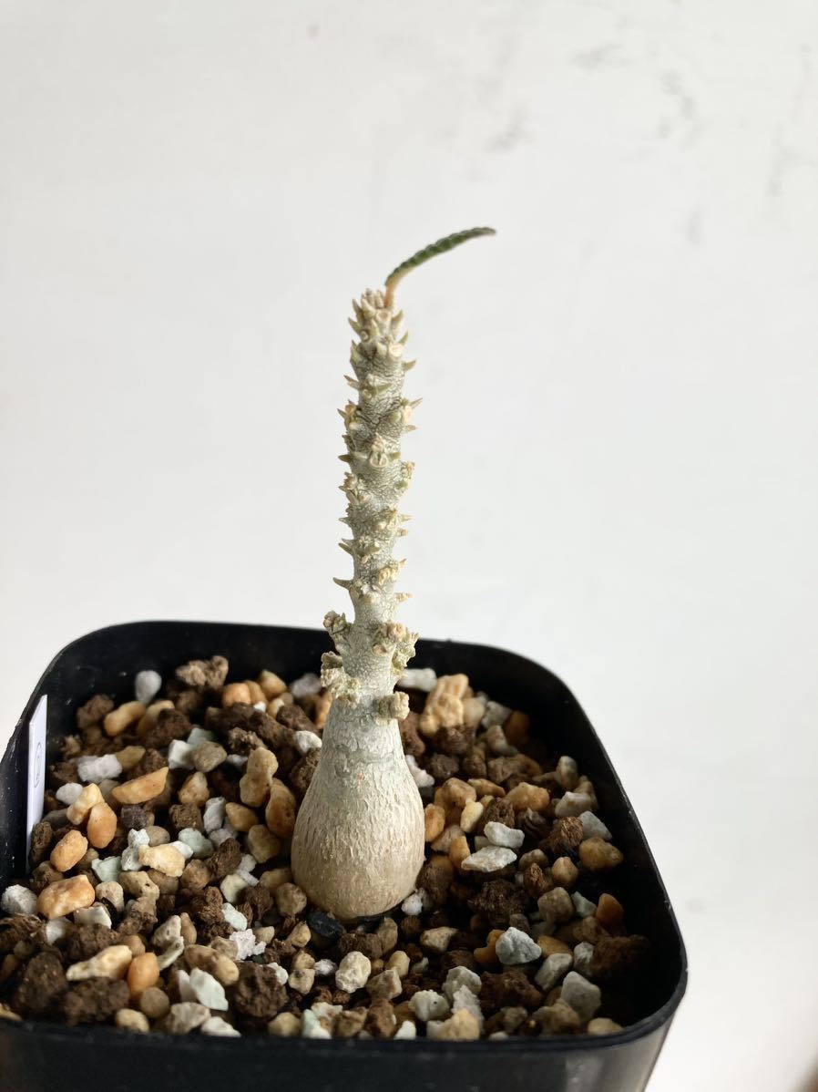 残り僅か ドルステニア ギガス ブラータ Dorstenia gigas f 残り僅か ドルステニア ギガス ブラータ Dorstenia gigas f