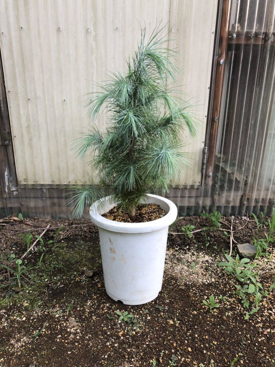 マルチネスピニョン pinus maximartinezii 松 マツ マルチネスピニョン pinus maximartinezii 松 マツ