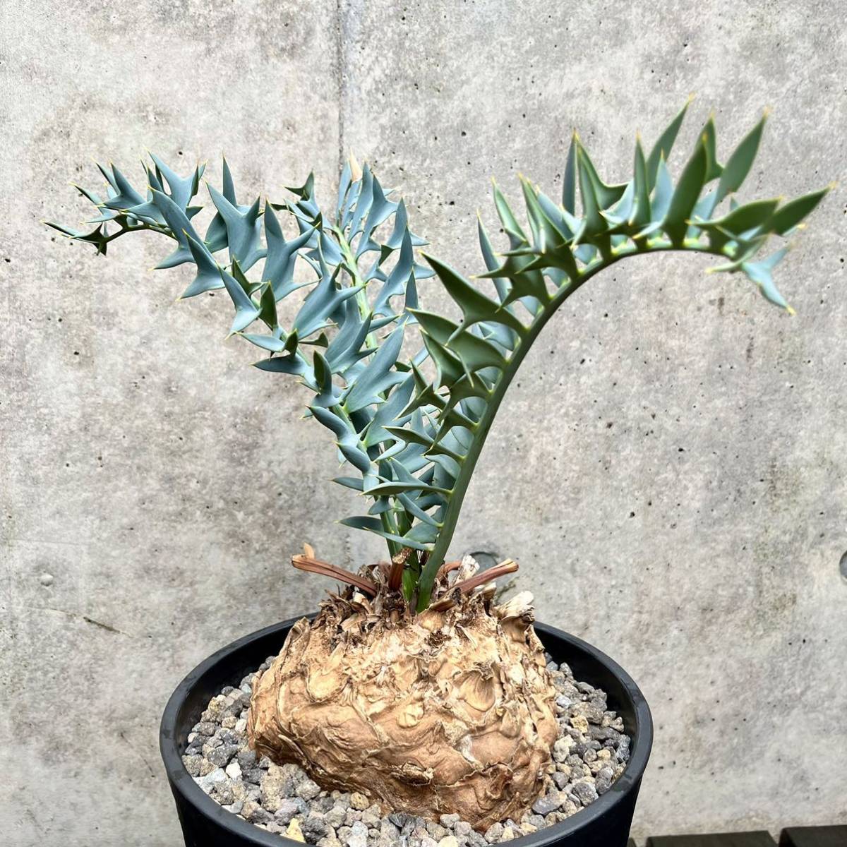16cm エンセファラルトス ホリダス encephalartos horridus 多肉 16cm エンセファラルトス ホリダス encephalartos horridus 多肉