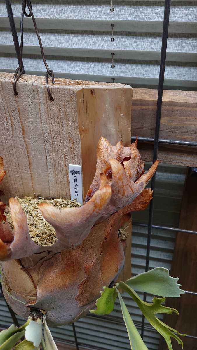 ビカクシダ ウィリンキー 月光爪哇 子株 Platicerium willinckii 月光