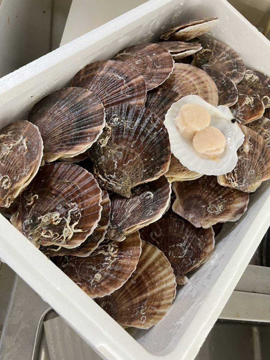 北海道産☆活ホタテ貝2kg(約6~10枚)☆刺身用帆立貝☆産地直送☆ほたて