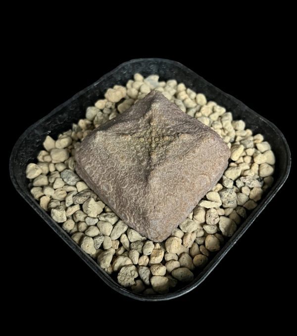 プセウドリトス・クビフォルミス/Pseudolithos cubiforme