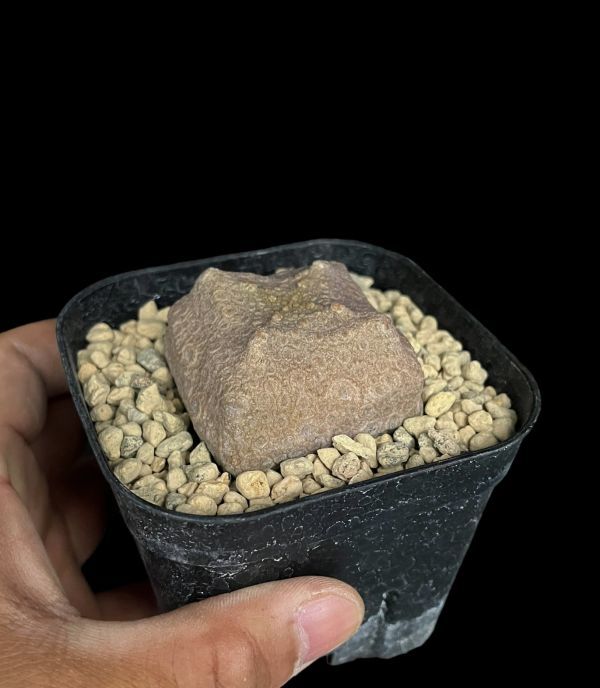 プセウドリトス・クビフォルミス/Pseudolithos cubiforme