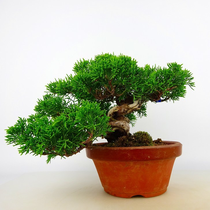 盆栽真柏樹高上下約15cm しんぱくJuniperus chinensis シンパク