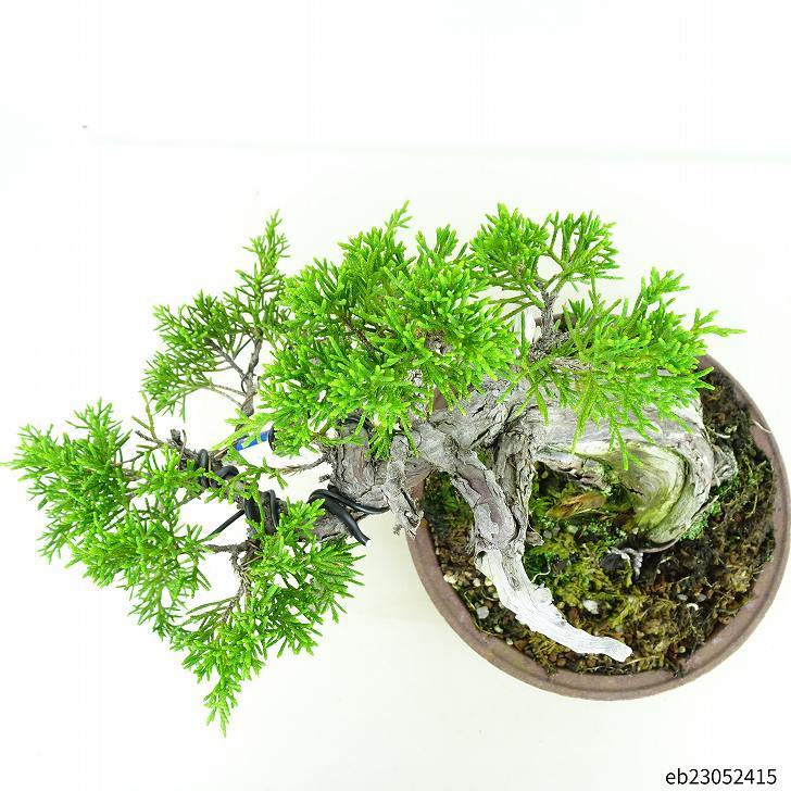 盆栽 真柏 樹高 23cm しんぱく Juniperus chinensis シンパク “ジン