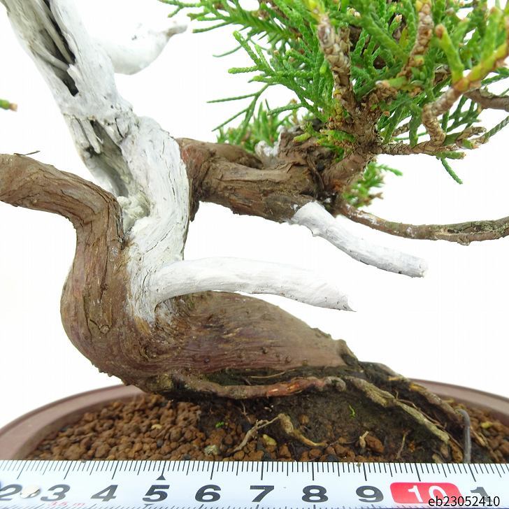 盆栽 真柏 樹高 17cm しんぱく Juniperus chinensis シンパク “ジン