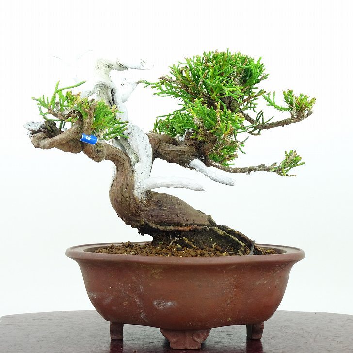 盆栽 真柏 樹高 17cm しんぱく Juniperus chinensis シンパク “ジン