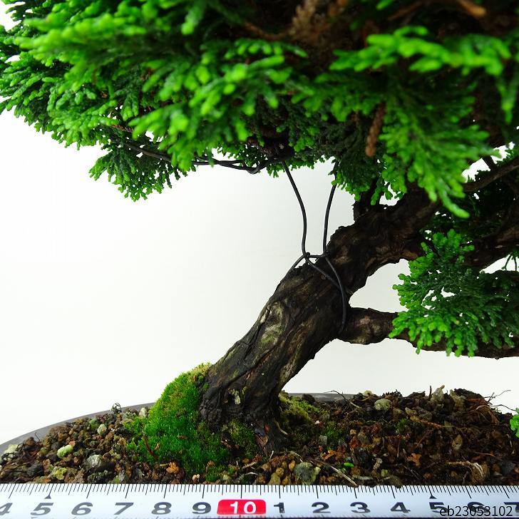 盆栽 桧 津山桧 樹高 25cm つやまひのき Chamaecyparis obtusa ツヤマヒノキ ヒノキ科 常緑樹 観賞用 現品_画像5