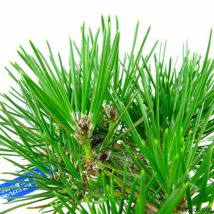  bonsai pine Japanese black pin height of tree approximately 11cm....Pinus thunbergii black matsumatsu. evergreen needle leaved tree .. for small goods reality goods 