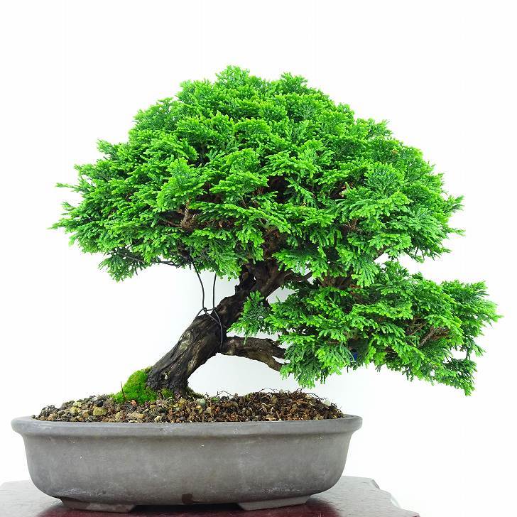 盆栽 桧 津山桧 樹高 25cm つやまひのき Chamaecyparis obtusa ツヤマヒノキ ヒノキ科 常緑樹 観賞用 現品_画像1