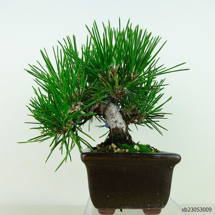  bonsai pine Japanese black pin height of tree approximately 11cm....Pinus thunbergii black matsumatsu. evergreen needle leaved tree .. for small goods reality goods 