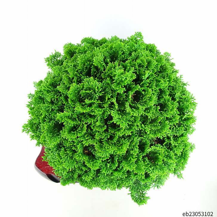 盆栽 桧 津山桧 樹高 25cm つやまひのき Chamaecyparis obtusa ツヤマヒノキ ヒノキ科 常緑樹 観賞用 現品_画像8