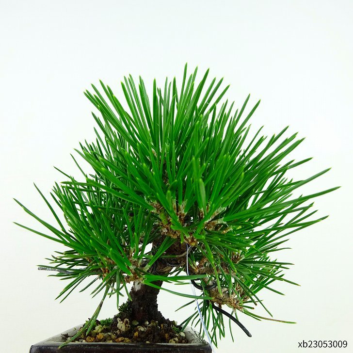  bonsai pine Japanese black pin height of tree approximately 11cm....Pinus thunbergii black matsumatsu. evergreen needle leaved tree .. for small goods reality goods 