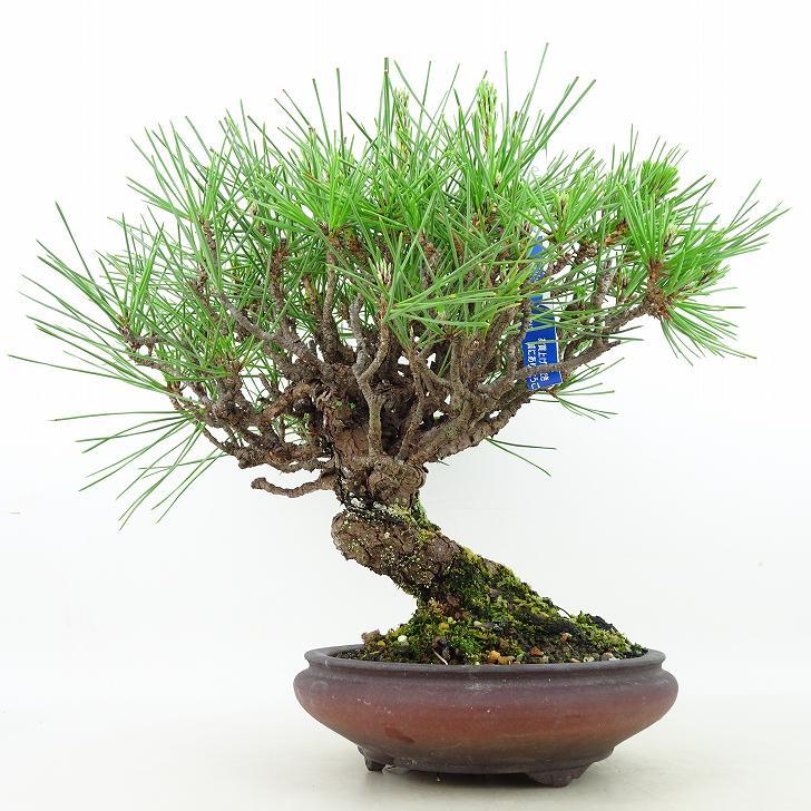 新販売店 盆栽 松 黒松 樹高 約28cm くろまつ Pinus thunbergii