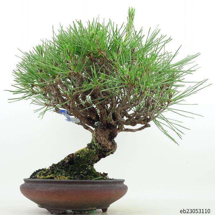 新販売店 盆栽 松 黒松 樹高 約28cm くろまつ Pinus thunbergii