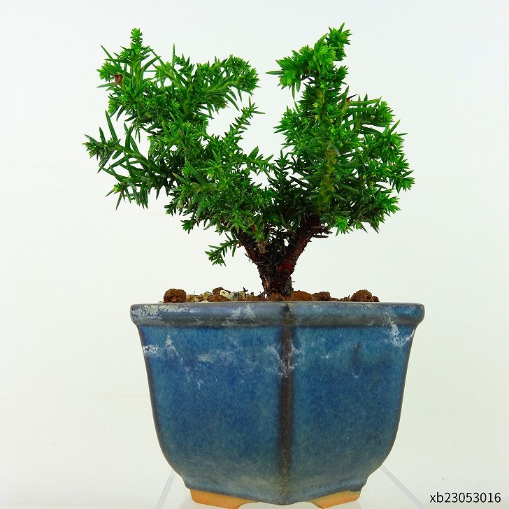 盆栽杉樹高約10cm すぎCryptomeria japonica スギヒノキ科スギ属常緑樹