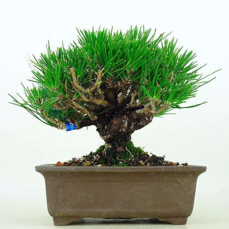 盆栽 松 黒松 樹高 14cm くろまつ Pinus thunbergii クロマツ マツ科