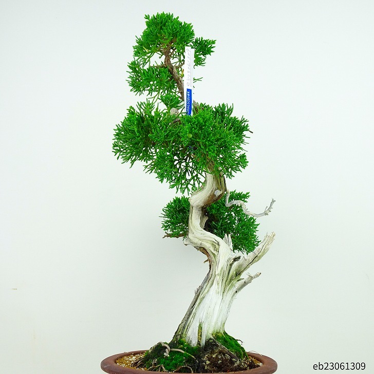 盆栽 真柏 樹高 37cm しんぱく Juniperus chinensis シンパク “ジン